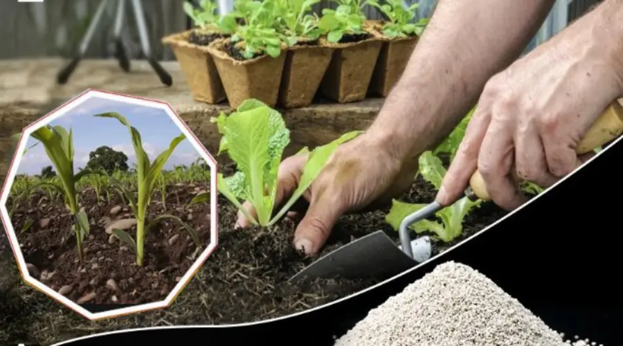 سولفات آهن در کشاورزی